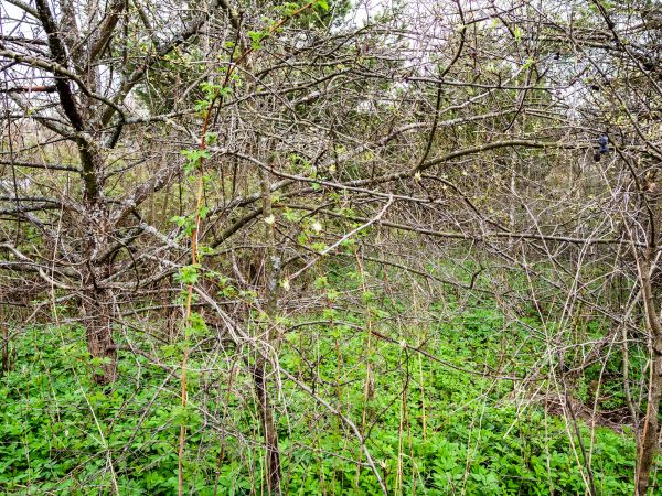 Underbrush Clearing in Santa Ana