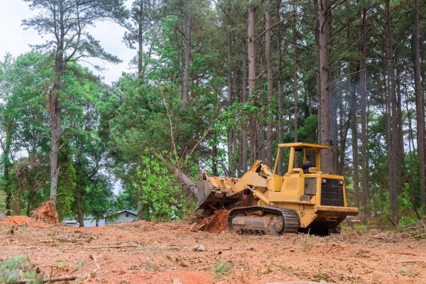 Forest Thinning in Santa Ana