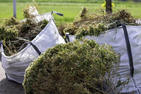 Bushes Clearing in Santa Ana